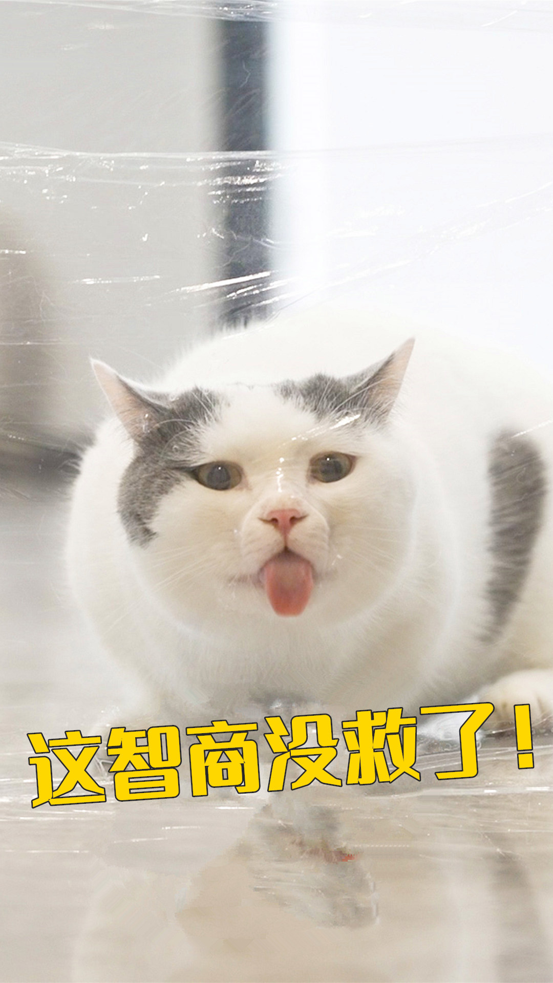 萌猫 萌猫宝哥哥的优酷主页