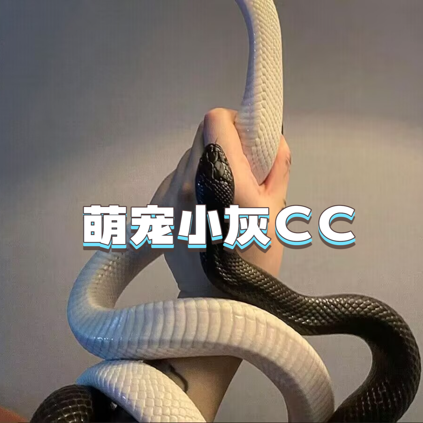 萌宠小灰CC