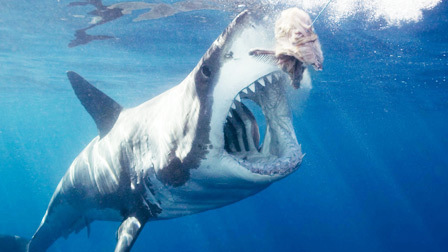 6集全封土下的亡灵95棺阵春秋古墓挖出"龙纹"金器