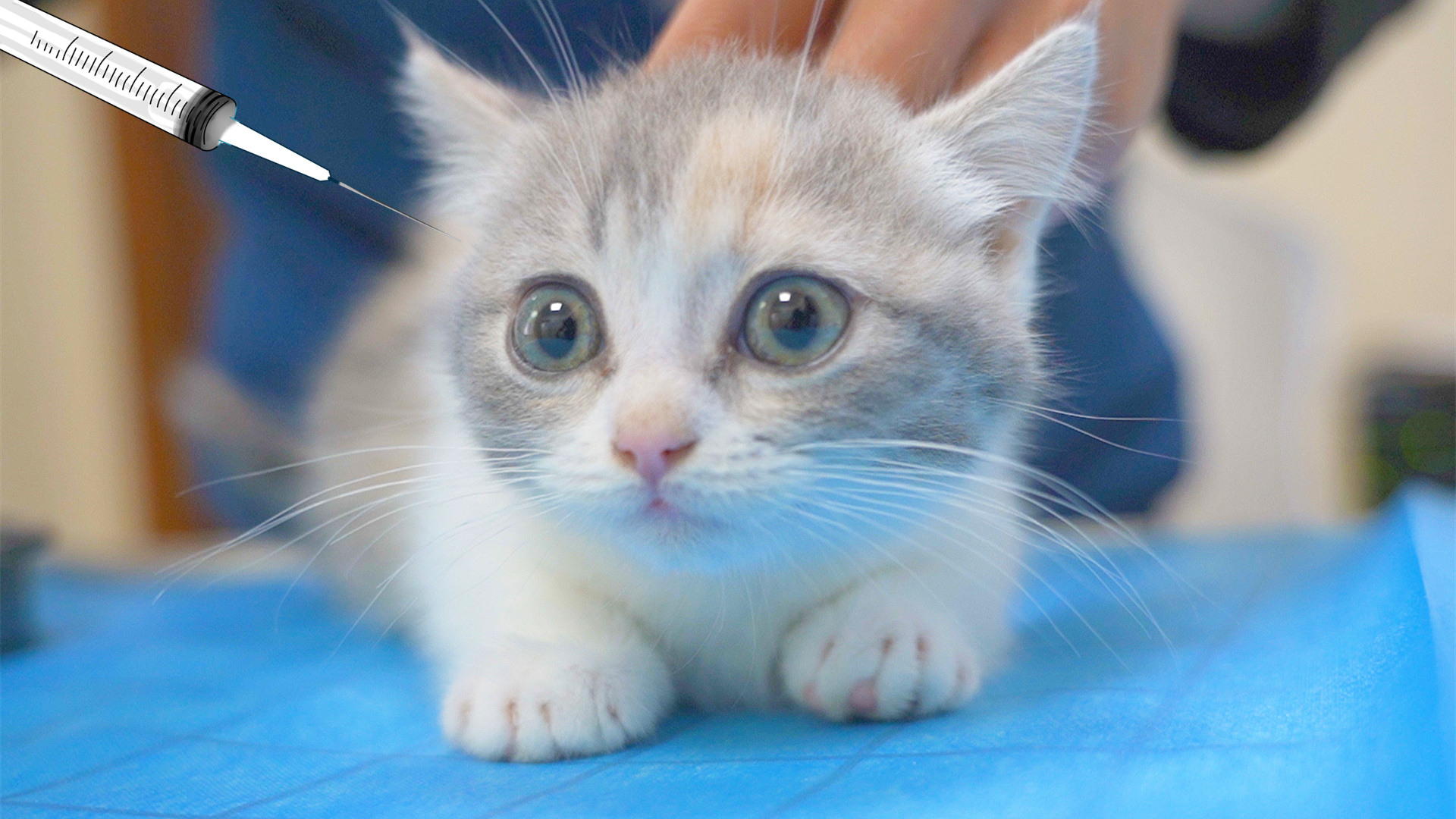 萌猫宝哥哥的优酷主页