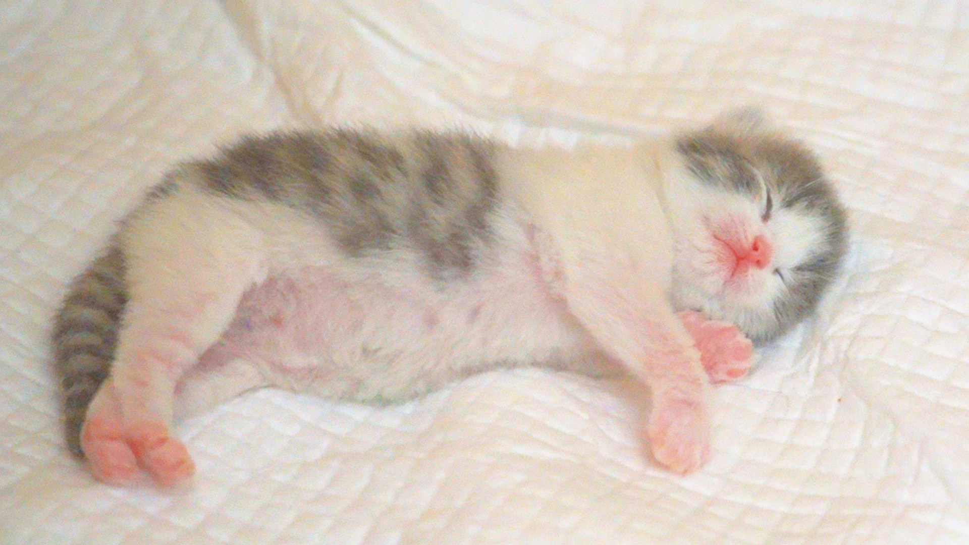 萌猫宝哥哥的优酷主页